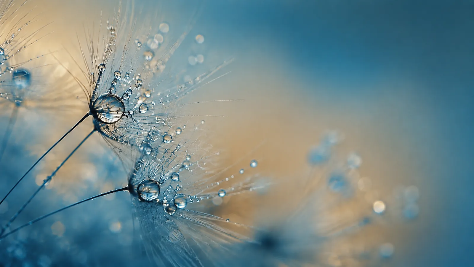 Pusteblume mit Tautropfen im sanften Morgenlicht